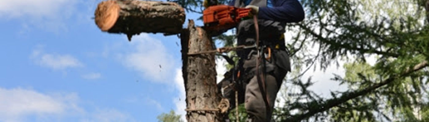УДАЛЕНИЕ ДЕРЕВЬЕВ УДАЛЕНИЕ ДЕРЕВЬЕВ