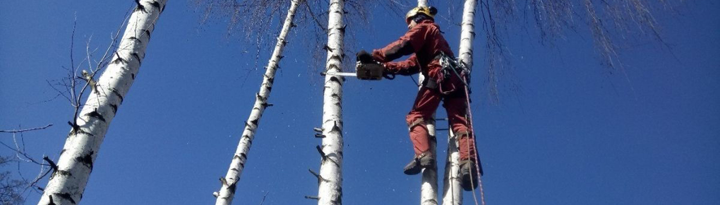УДАЛЕНИЕ ДЕРЕВЬЕВ С ЗАВЕШИВАНИЕМ УДАЛЕНИЕ ДЕРЕВЬЕВ С ЗАВЕШИВАНИЕМ